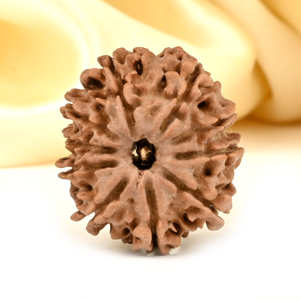 10 Mukhi from Nepal - CCCXI