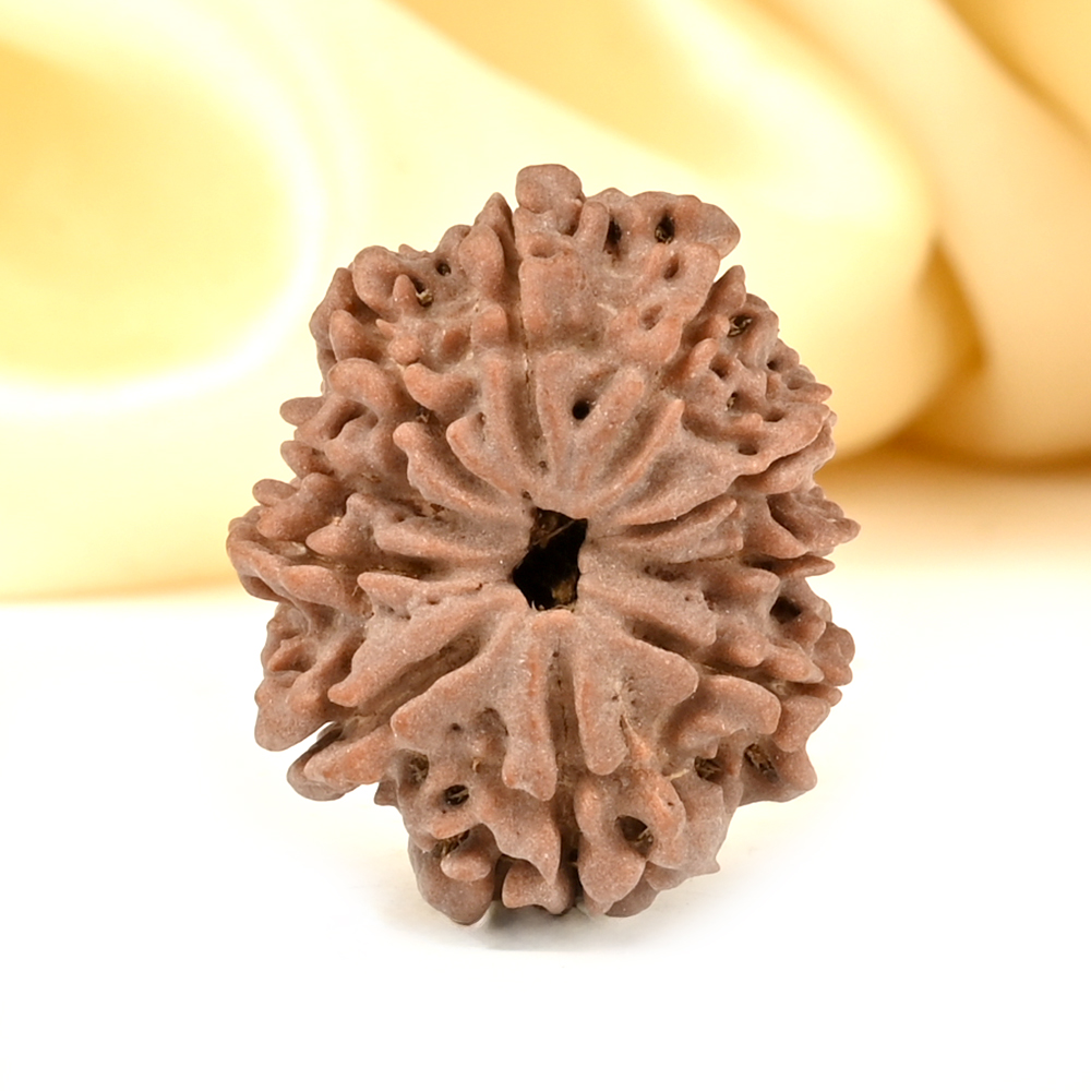 10 Mukhi from Nepal - CCCXII