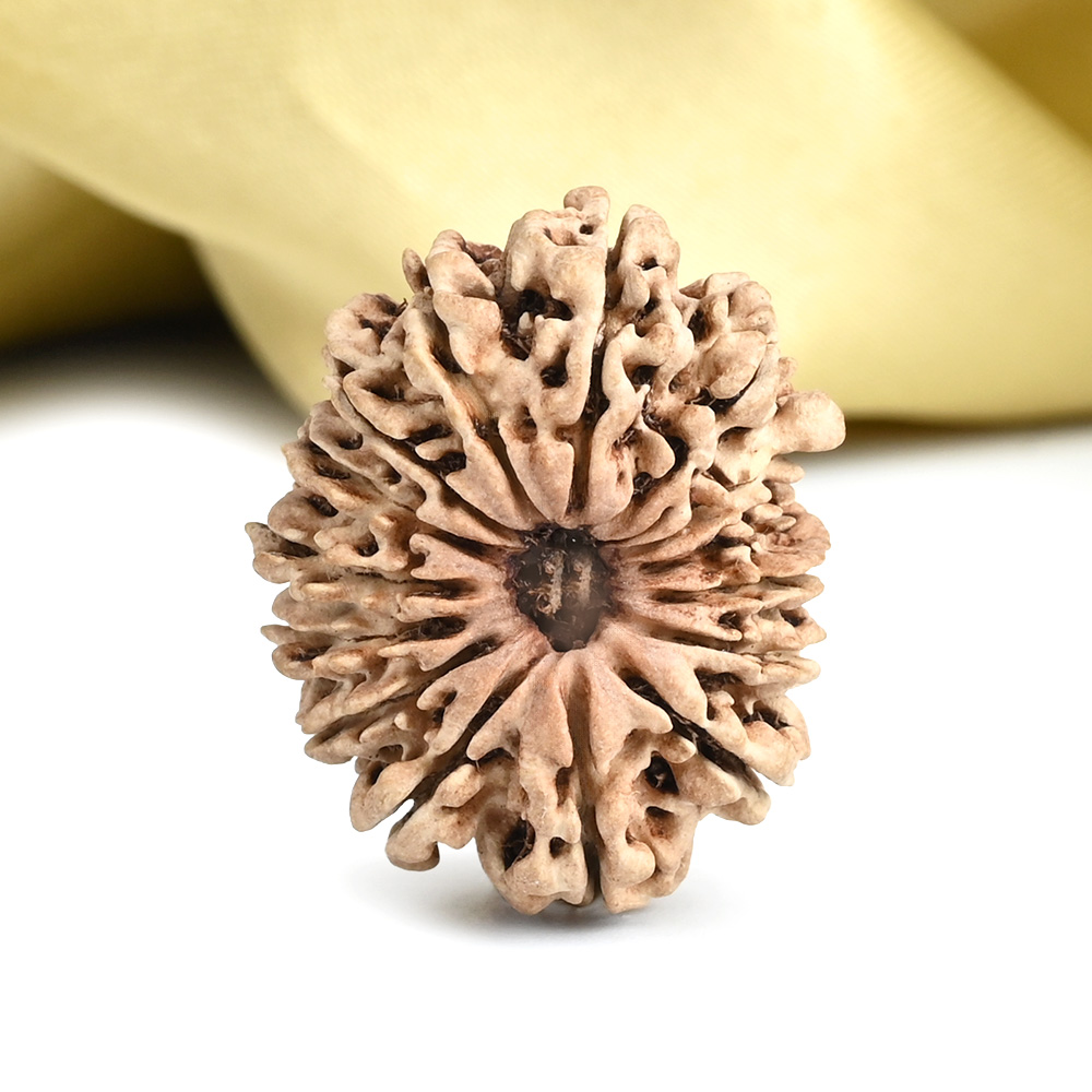 15 Mukhi from Nepal - CXXXVII