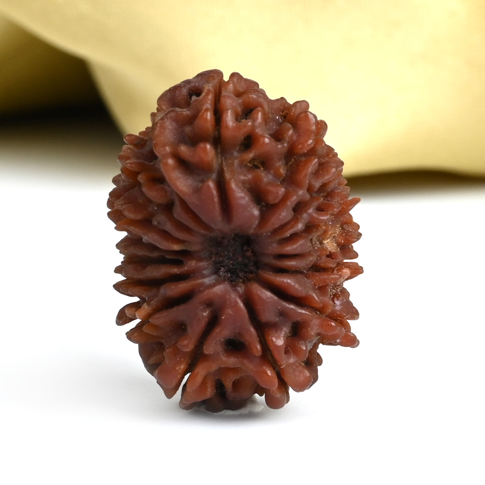 16 Mukhi from Nepal Small - XXII