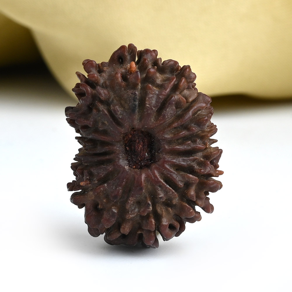16 Mukhi from Nepal Small - XXIII
