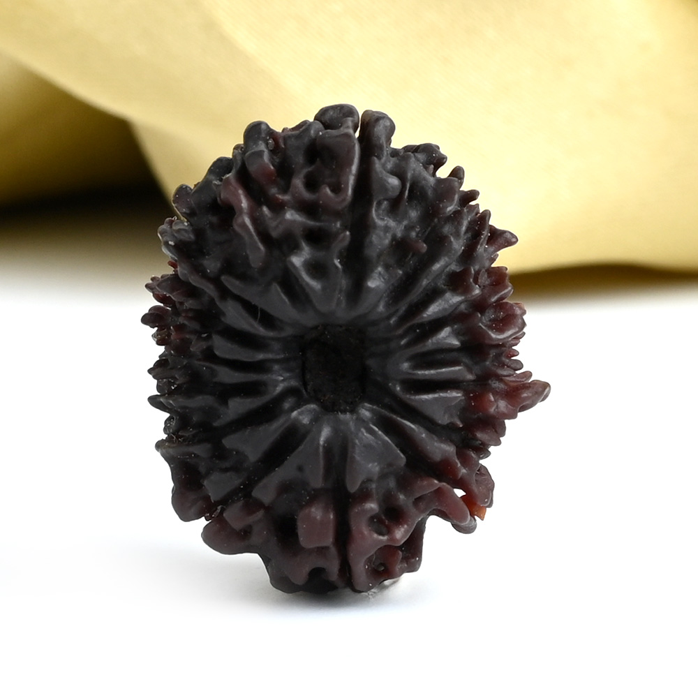 16 Mukhi from Nepal Small - XXIV