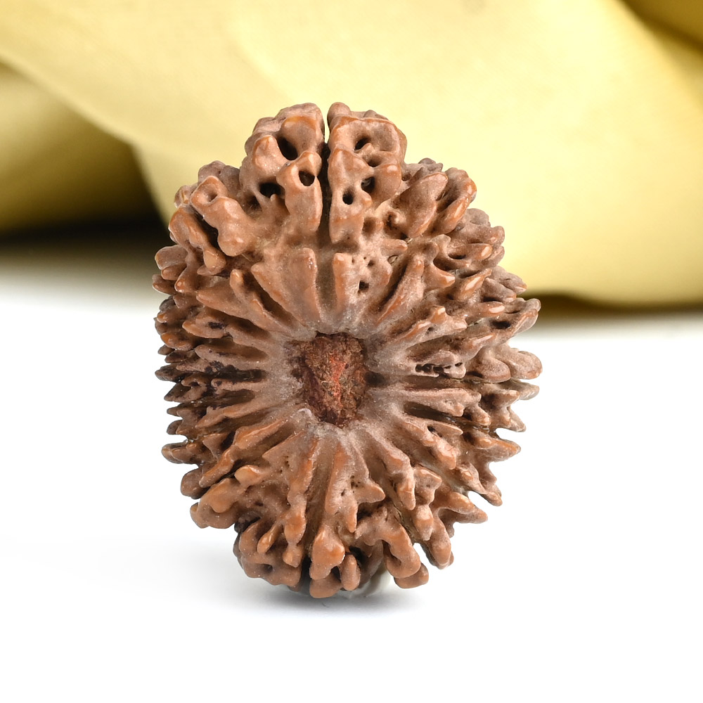16 Mukhi from Nepal - CLXV