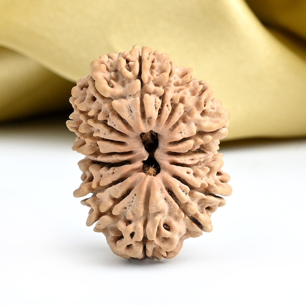 Collector 17 Mukhi from Nepal - LXXVII