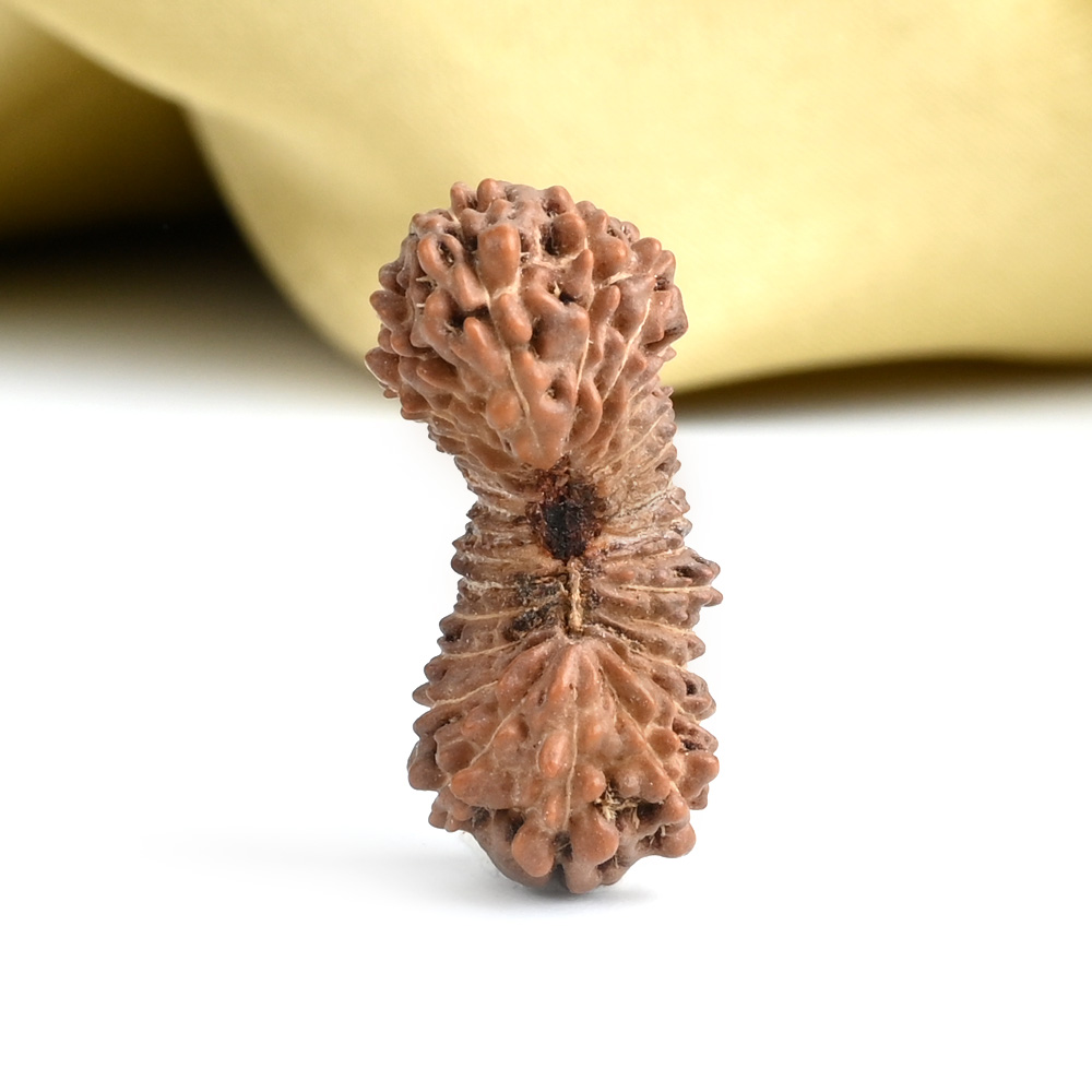 Collector 29 Mukhi from Java Indonesia - V