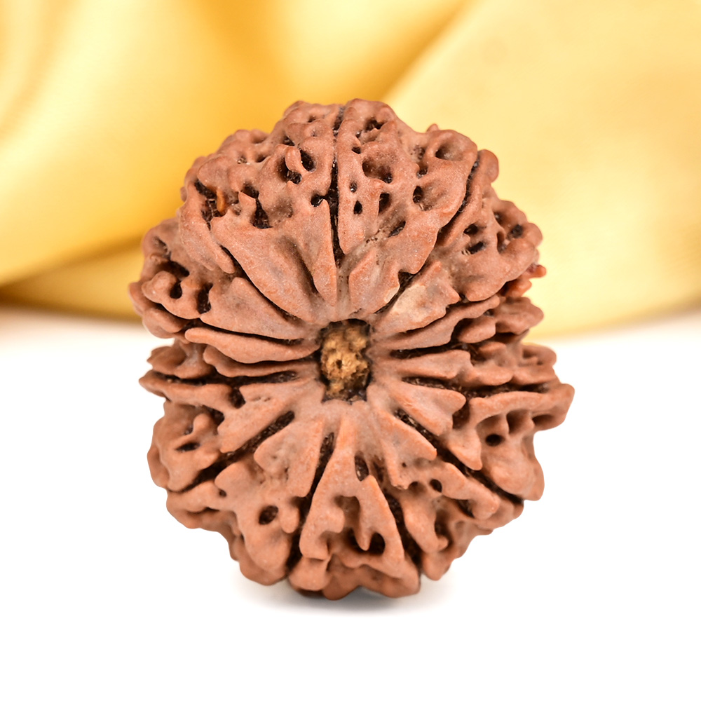 Collector 12 Mukhi from Nepal - CXCIX