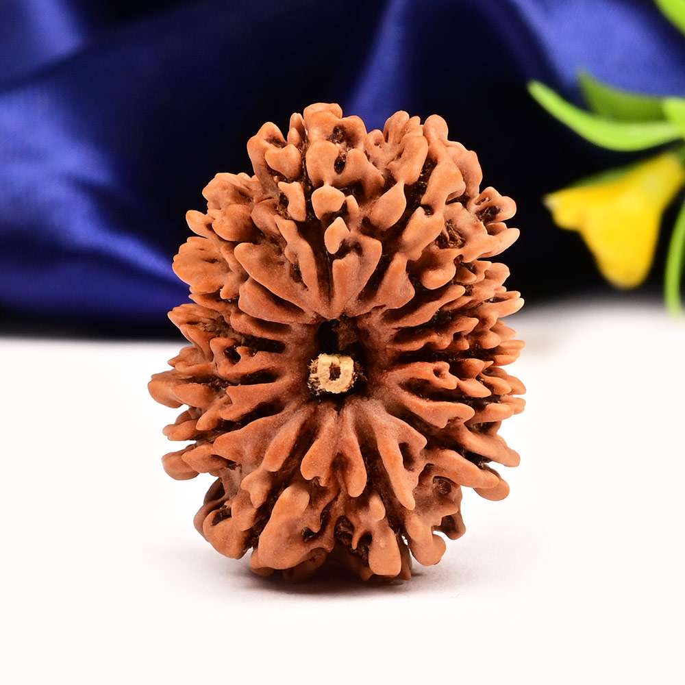Fourteen Mukhi from Nepal CXXVIII