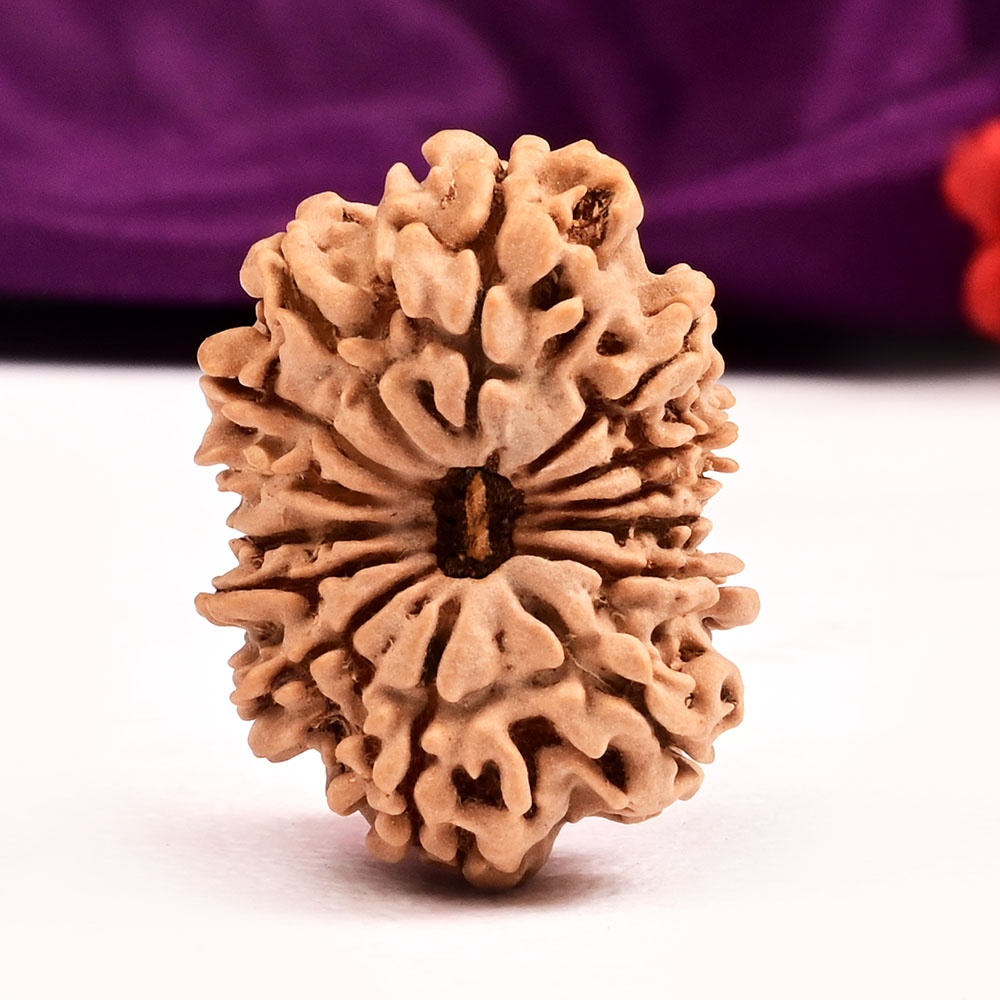 Fourteen Mukhi from Nepal CLXI