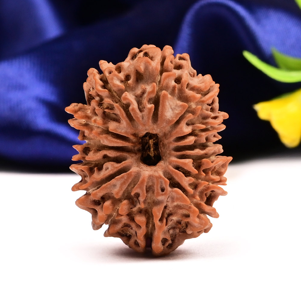 Fourteen Mukhi from Nepal - CLXXII