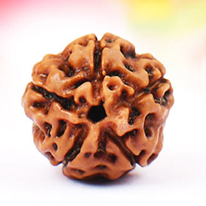 RJL05-S-Five Mukhi from Java Indonesia Large