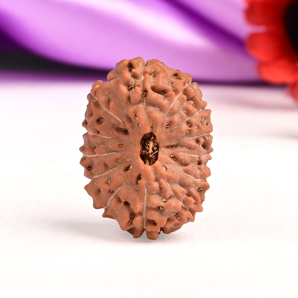 Thirteen Mukhi from Java Indonesia Large CIII