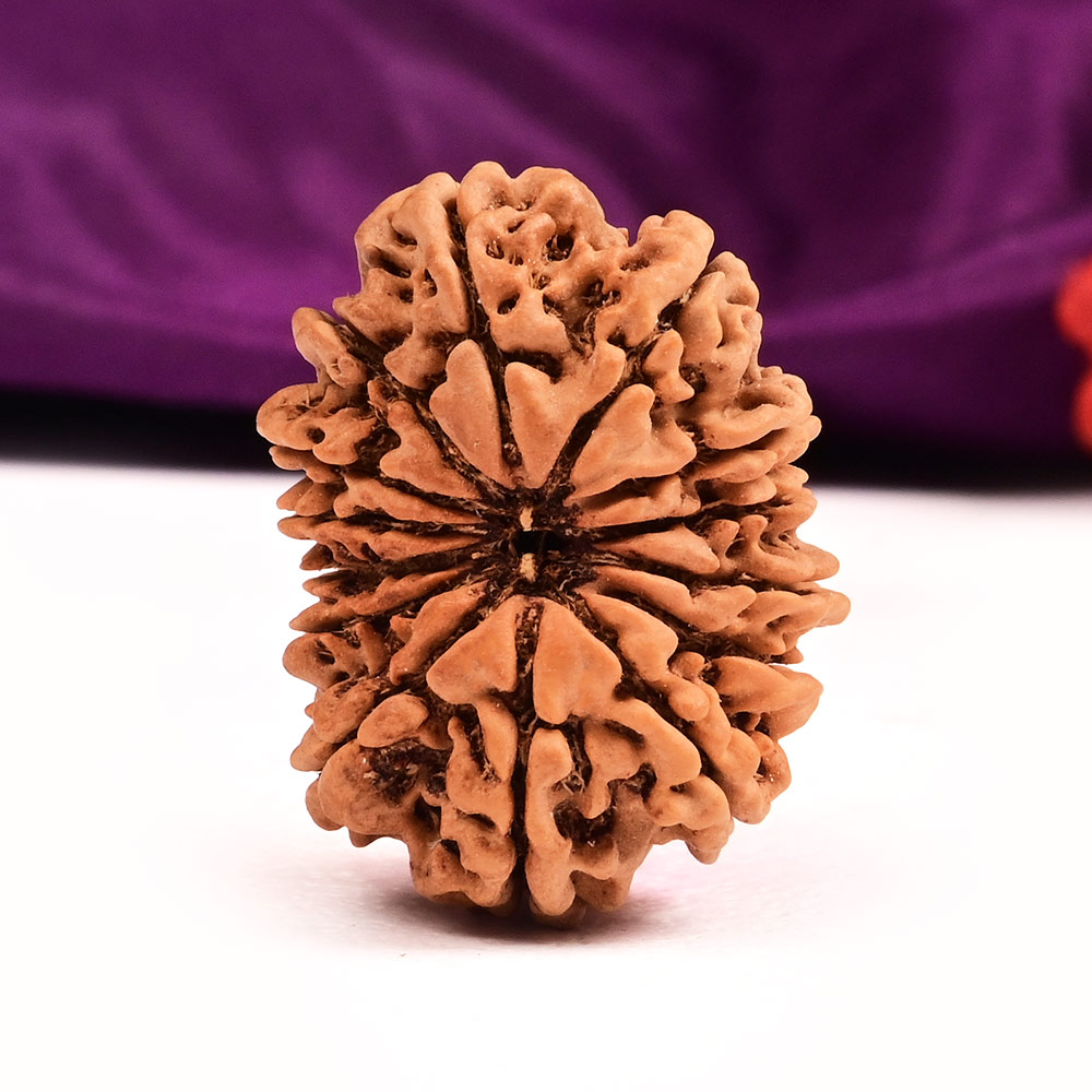 14 Mukhi from Nepal Large - XCII