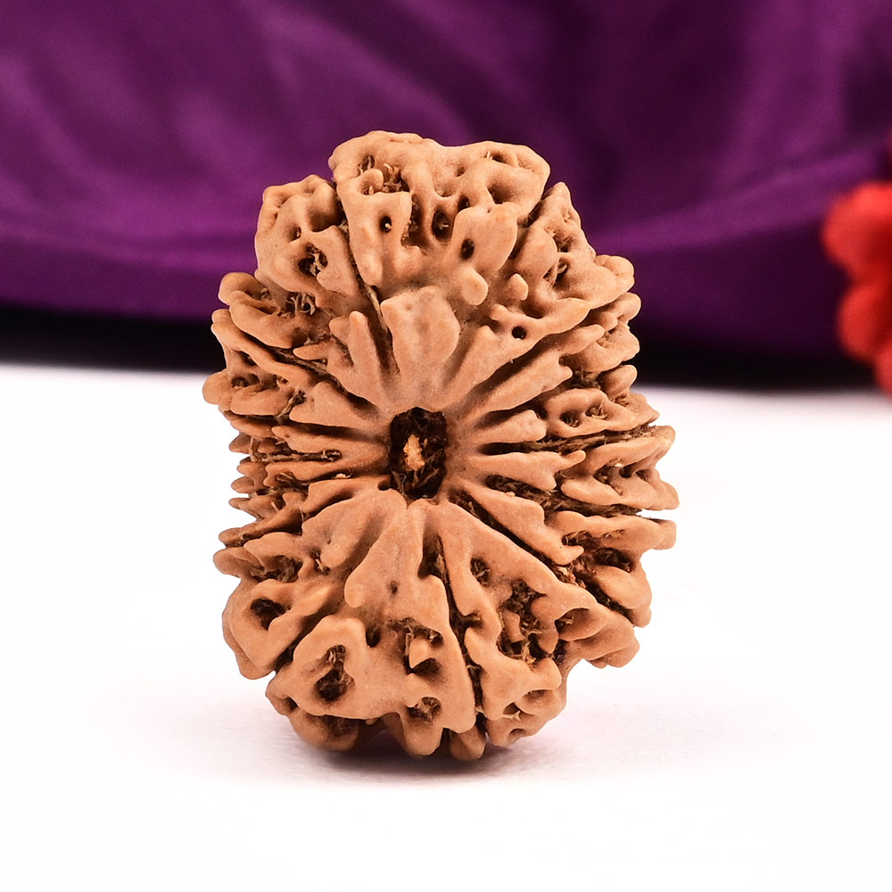 14 Mukhi from Nepal Large - XCV