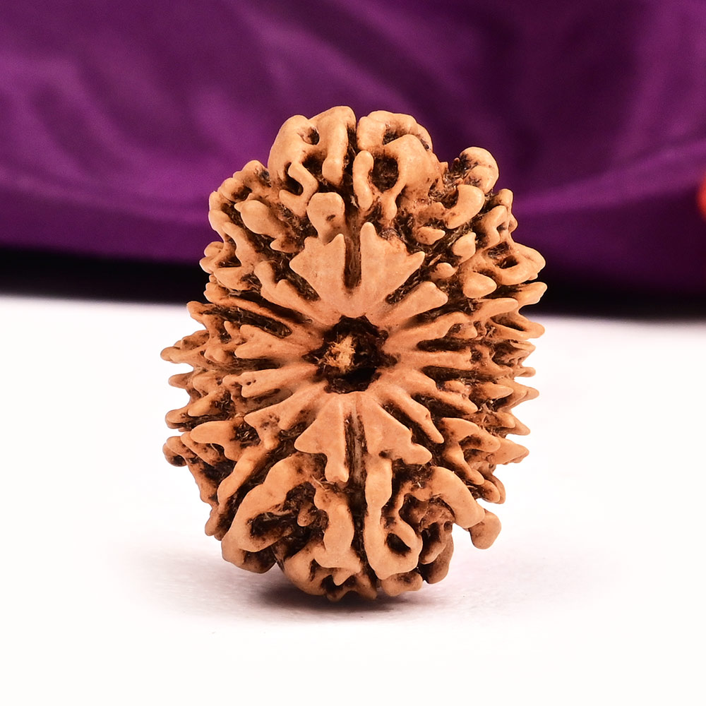 14 Mukhi from Nepal Large - XCVI