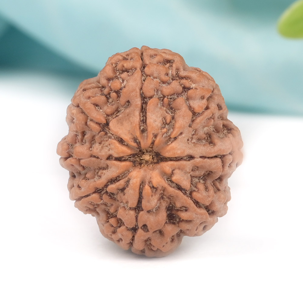 8 Mukhi from Nepal Large - CLXII