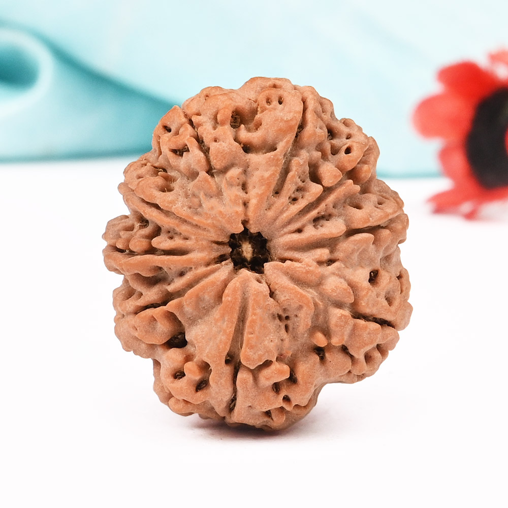 9 Mukhi from Nepal Large