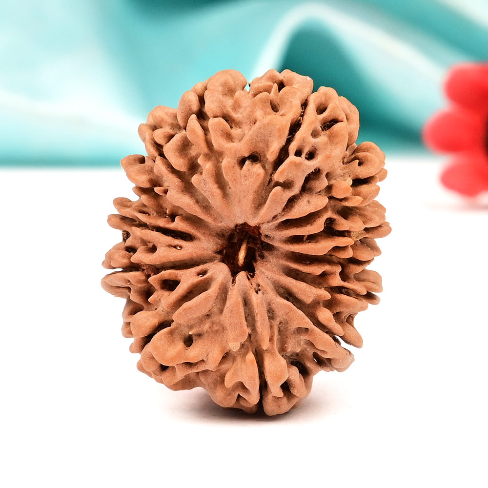 13 Mukhi from Nepal