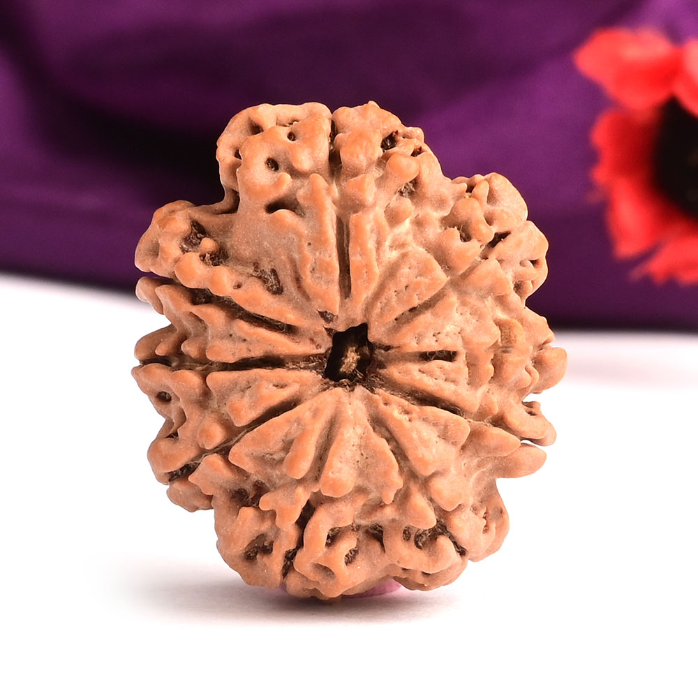 9 Mukhi from Nepal Large - C