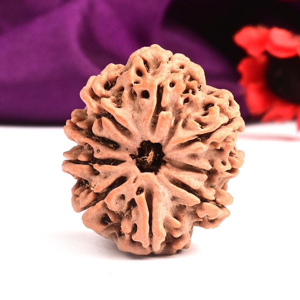 9 Mukhi from Nepal Large - CI