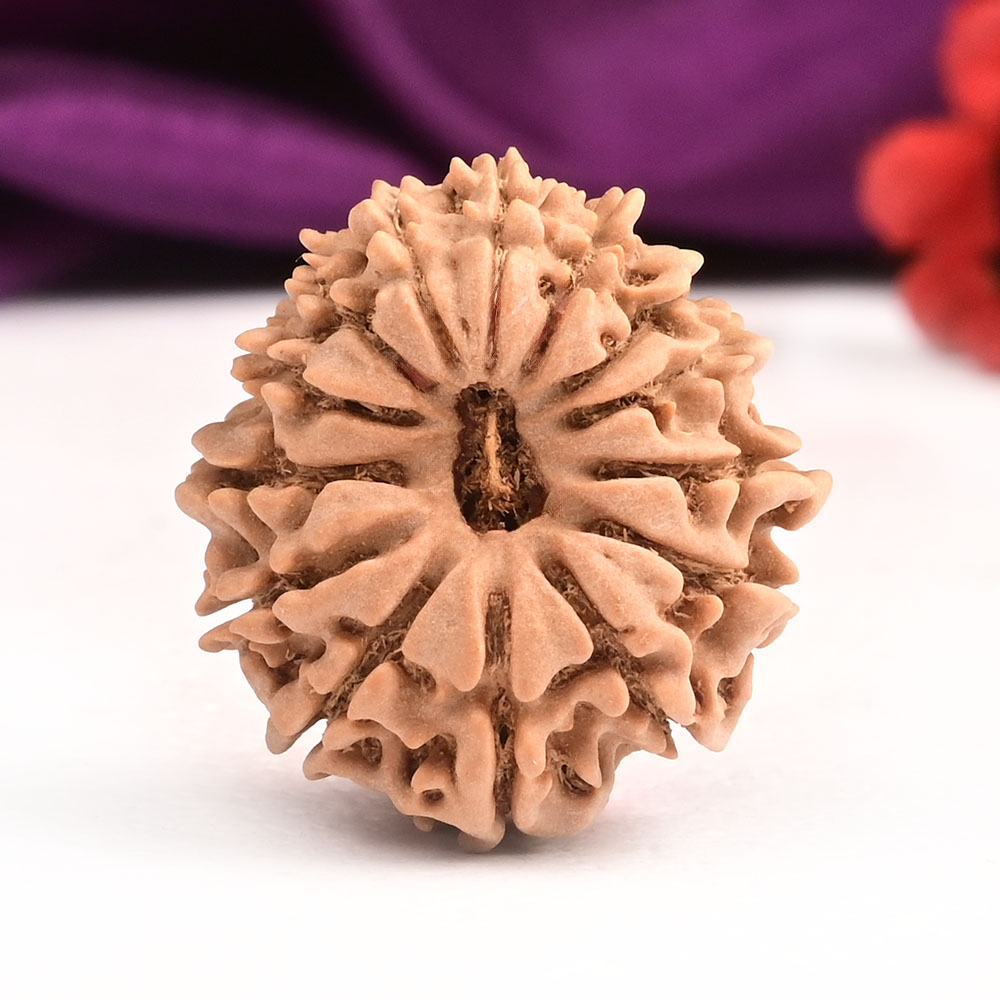 14 Mukhi from Nepal Small - CLXXXV