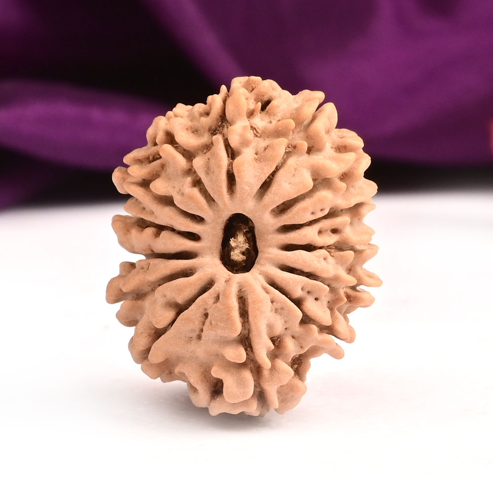 14 Mukhi from Nepal Small - CXC