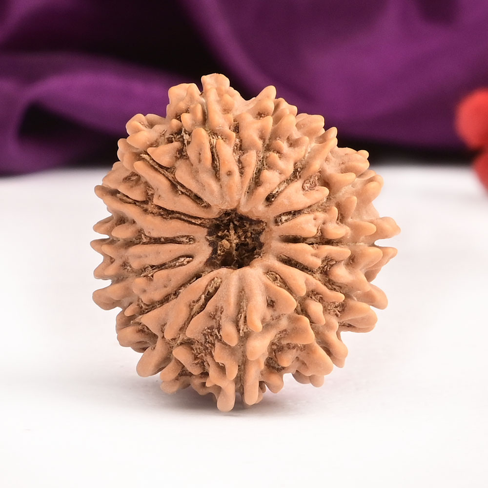 14 Mukhi from Nepal Small - CXCII