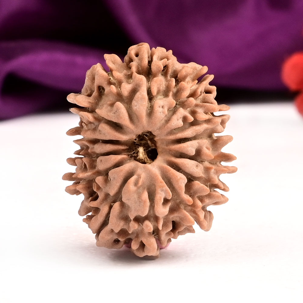 14 Mukhi from Nepal Small - CXCIX