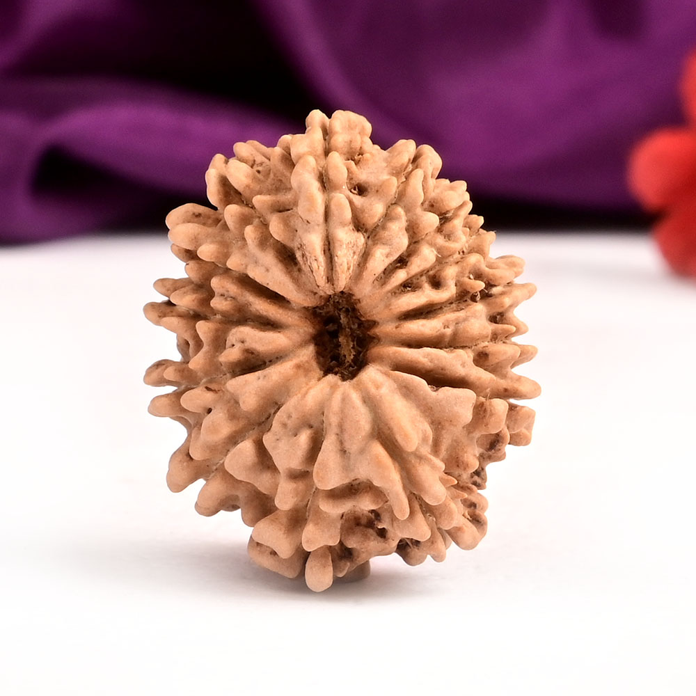 14 Mukhi from Nepal Small - CCII
