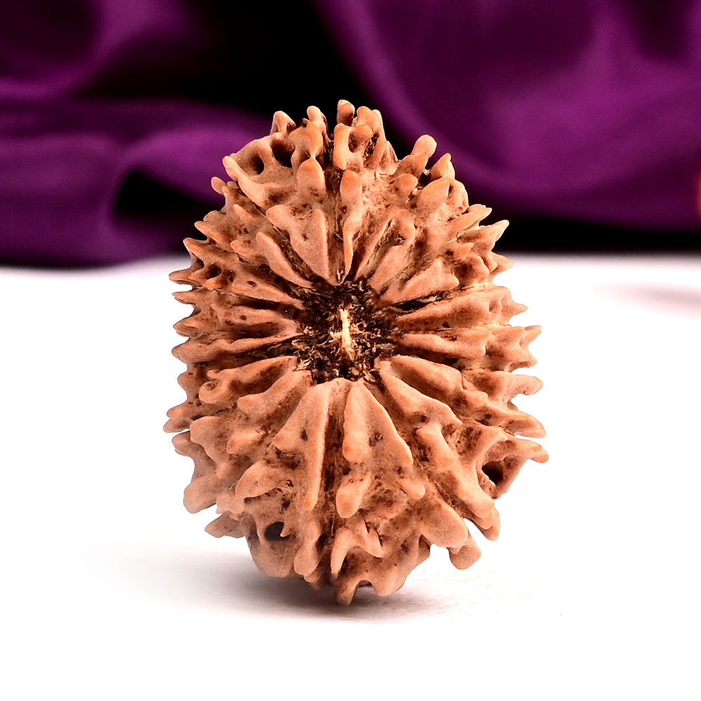 16 Mukhi from Nepal - CLIX