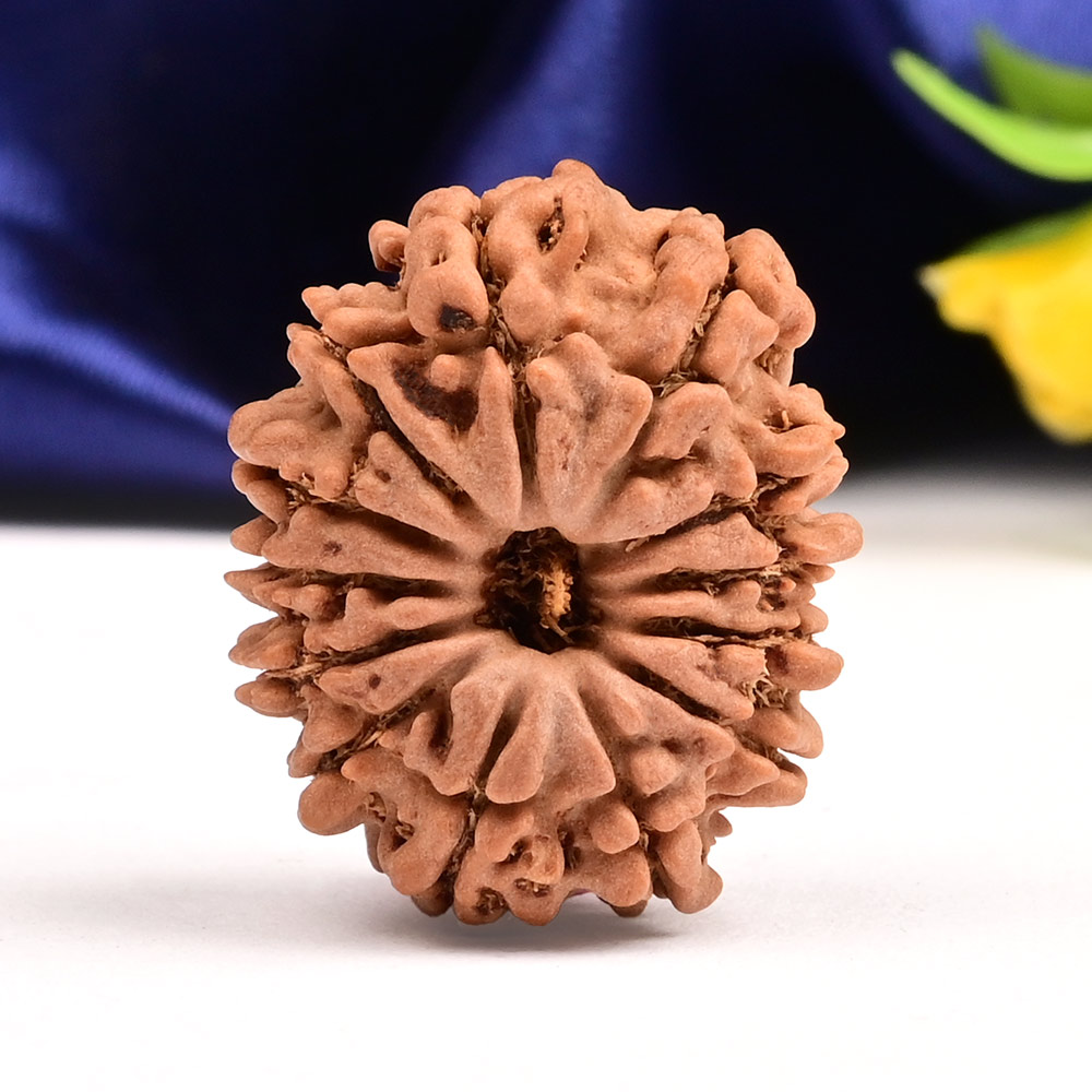 13 Mukhi from Nepal Small - CCCXXXIII