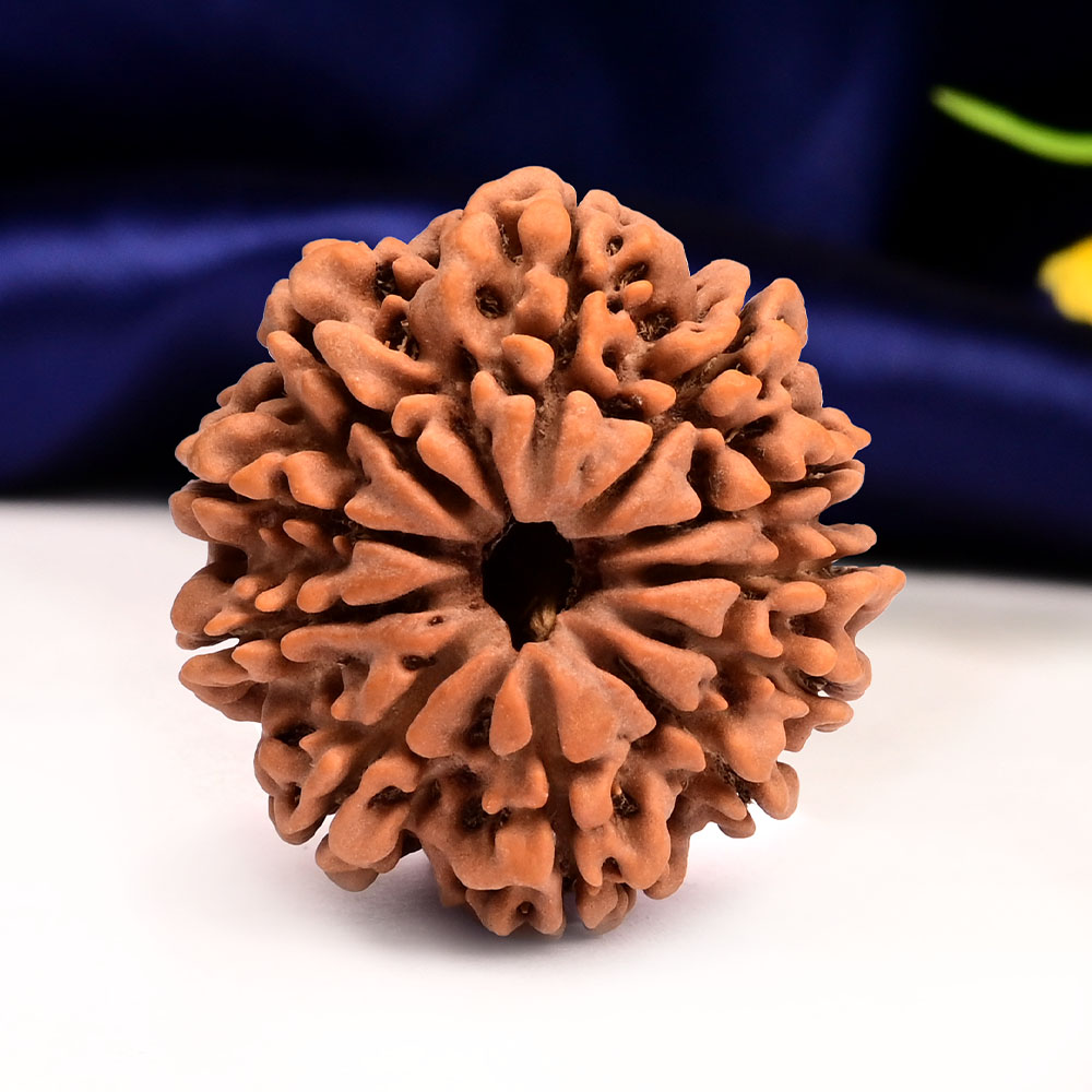 11 Mukhi from Nepal Large - LXXVIII