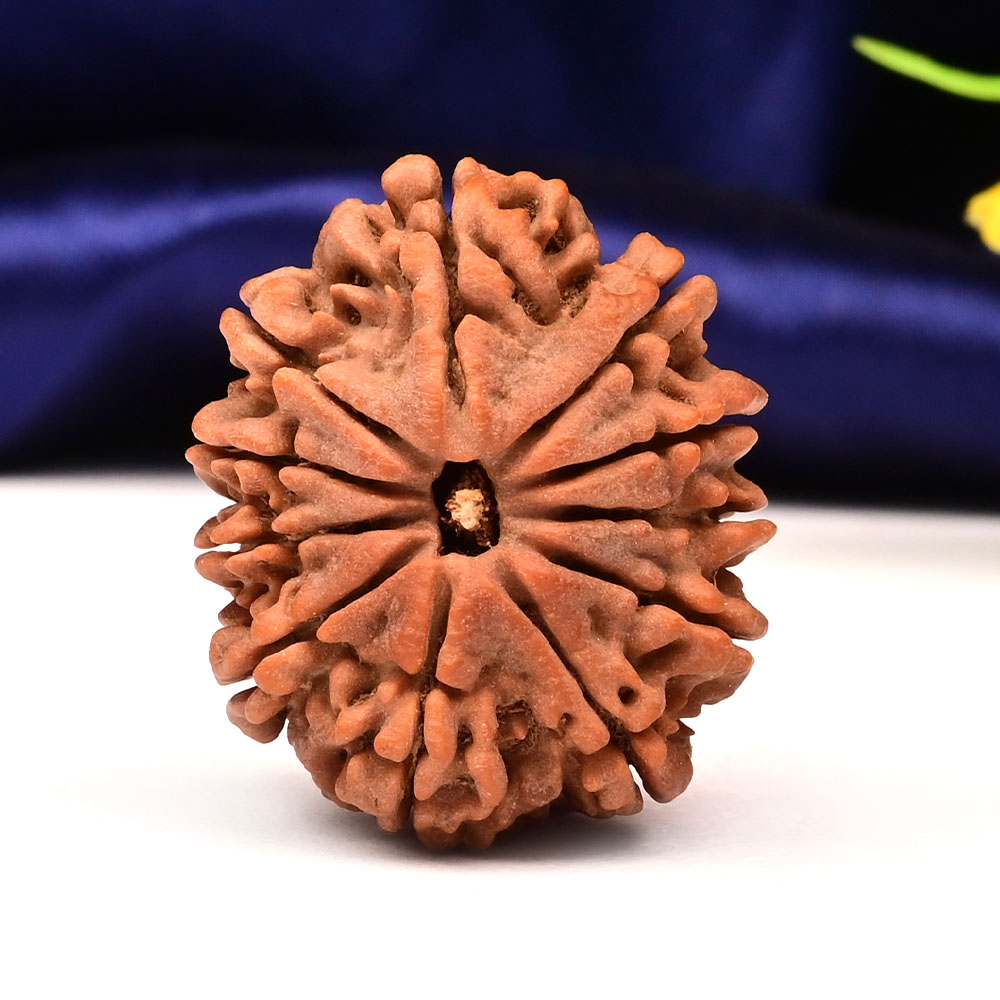 11 Mukhi from Nepal Large - LXXX