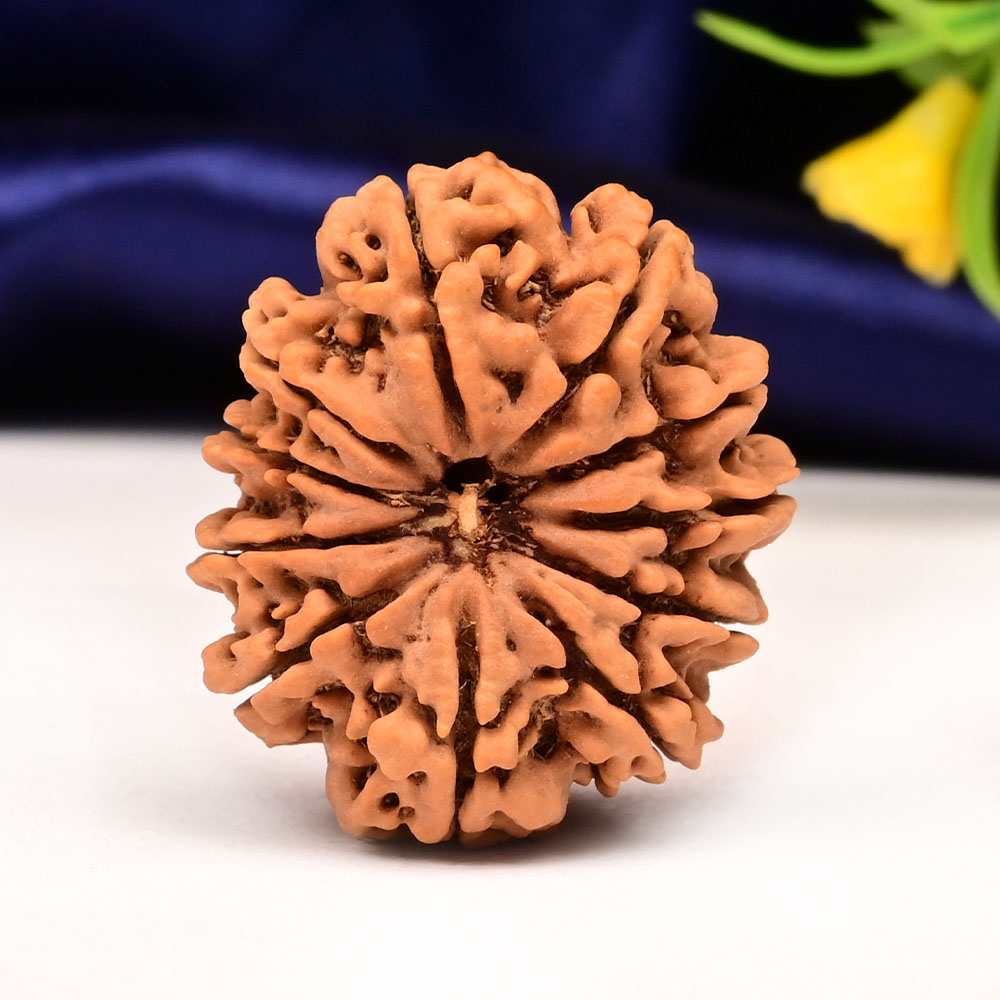 11 Mukhi from Nepal Large - LXXXV