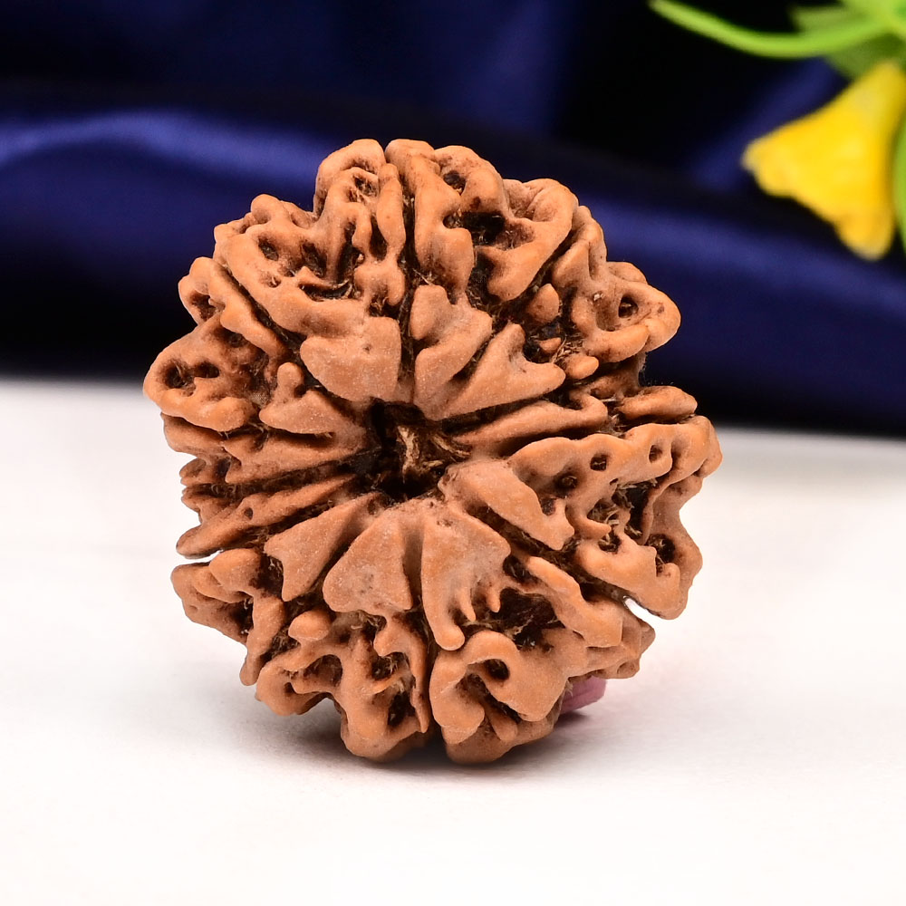 11 Mukhi from Nepal Large - LXXXVI