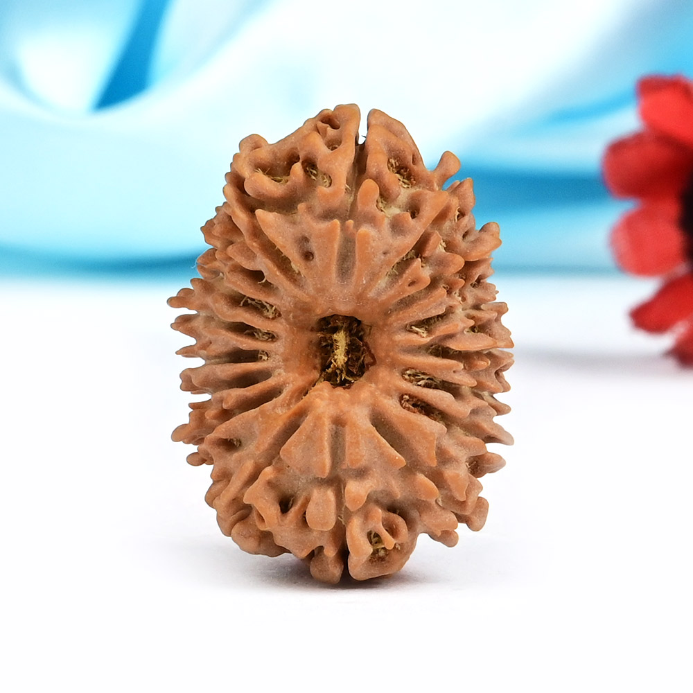 17 Mukhi from Nepal Small - XIV