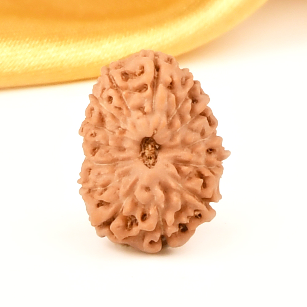 14 Mukhi from Java Indonesia - CXLVIII