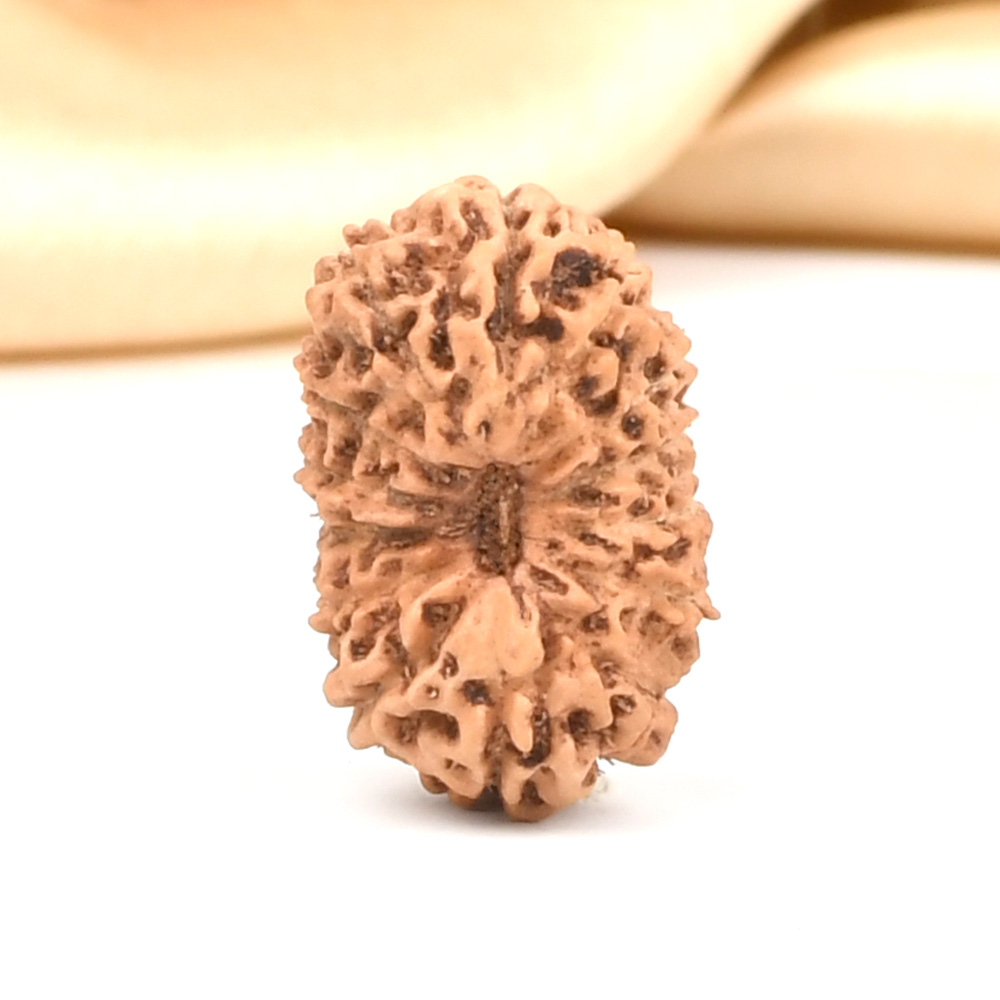 14 Mukhi from Java Indonesia Large - CLXXI