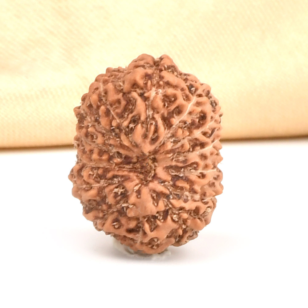 14 Mukhi from Java Indonesia Large - CLXXII