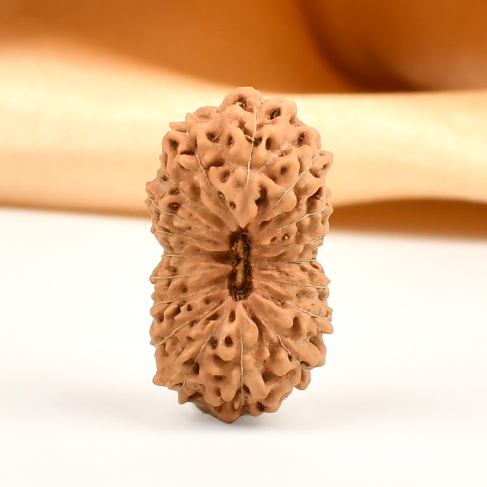 Collector 18 Mukhi from Java Indonesia - CVIII