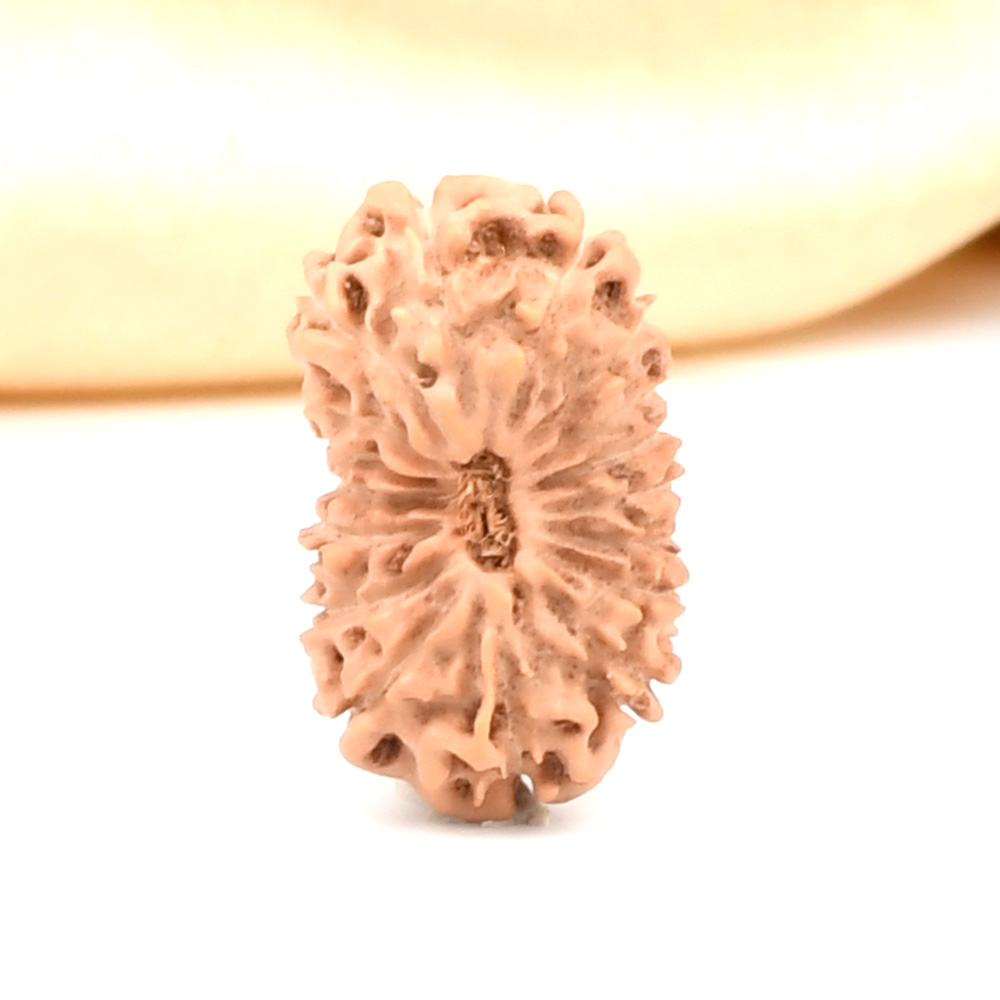 Collector 17 Mukhi From Java Indonesia - CXXXII