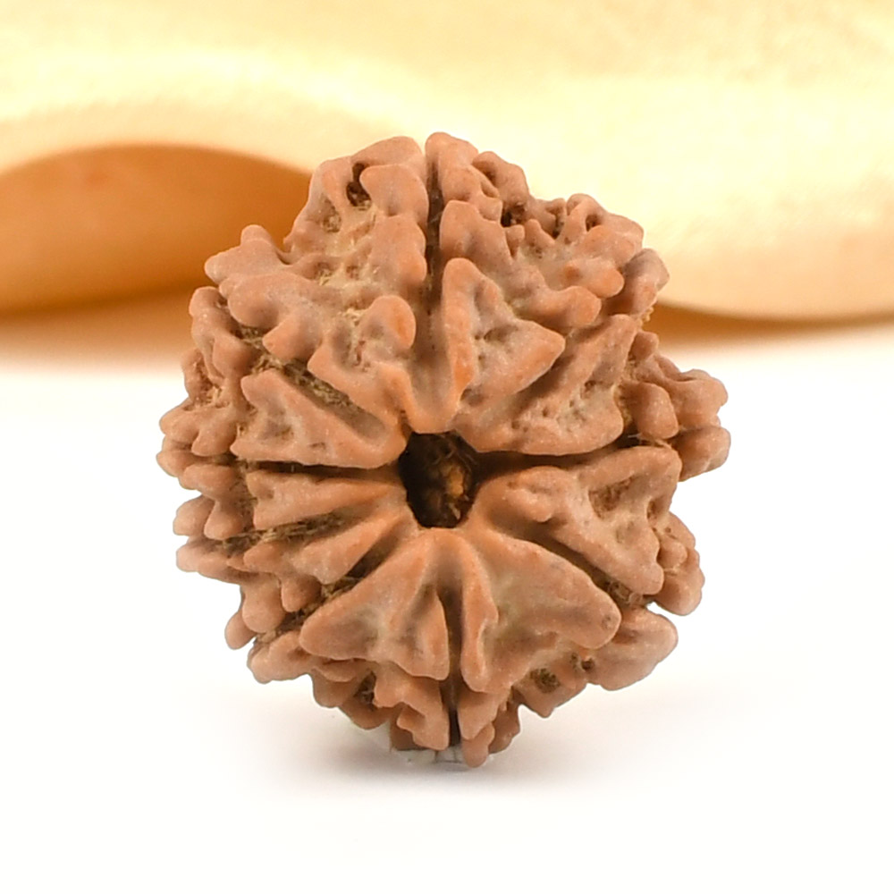 9 Mukhi from Nepal Small - DCCXXIX