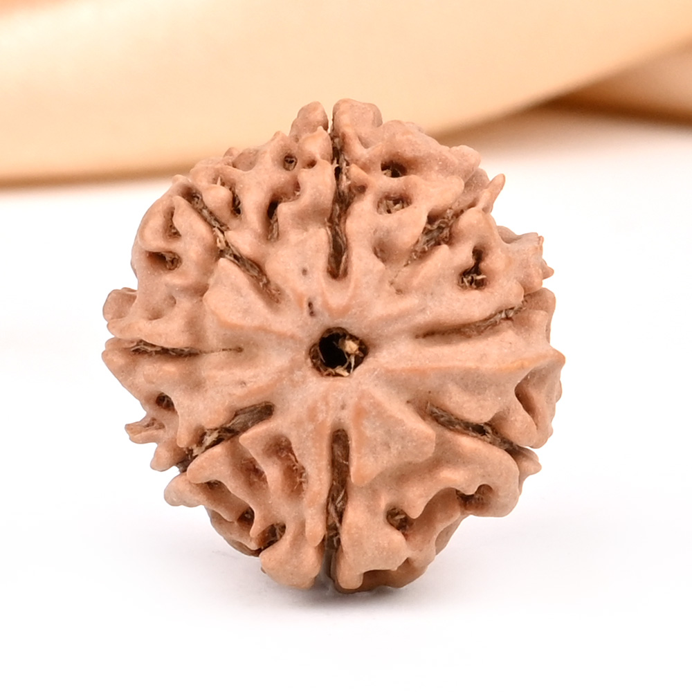 8 Mukhi from Nepal Small - CDXXIV