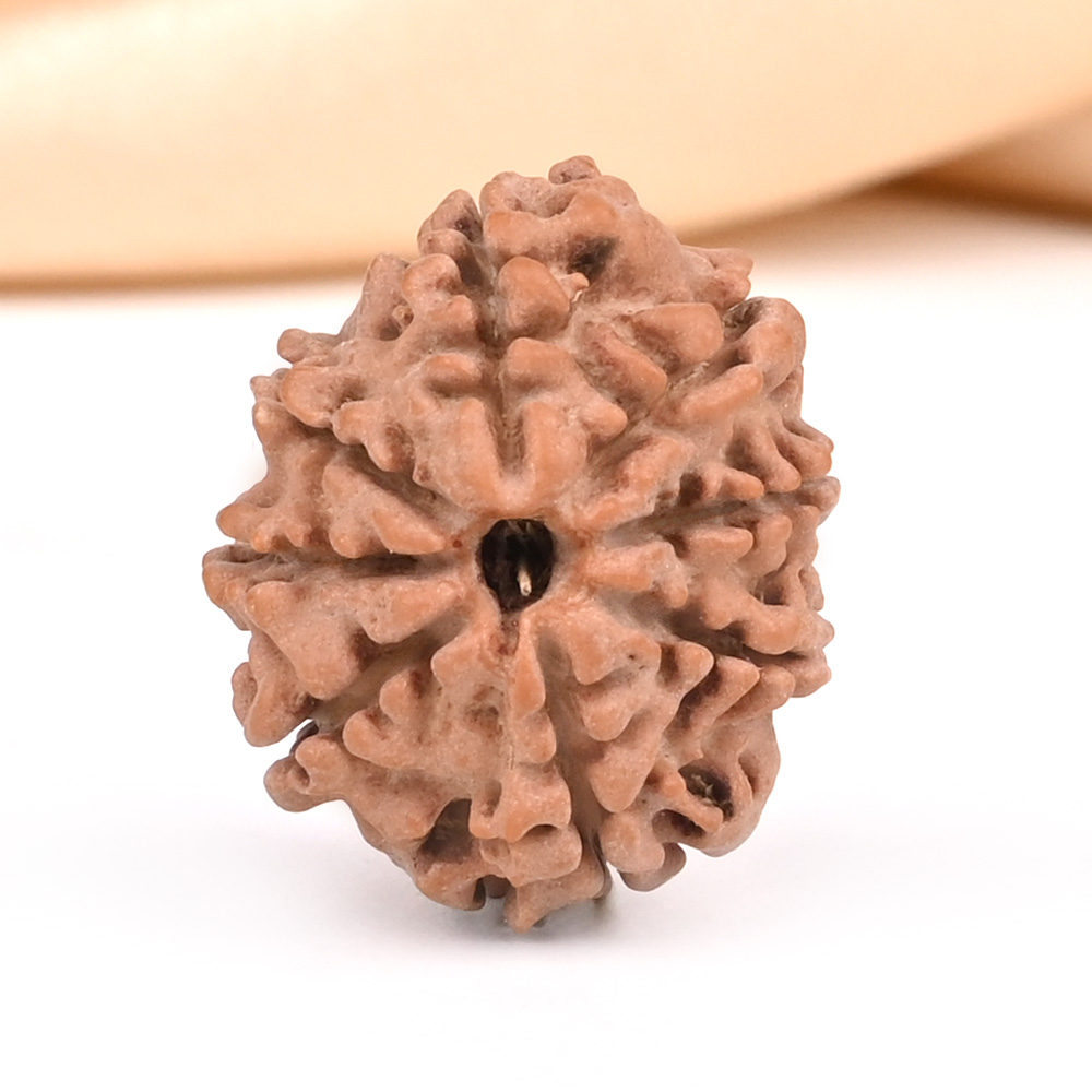 8 Mukhi from Nepal Small - CDXXVI