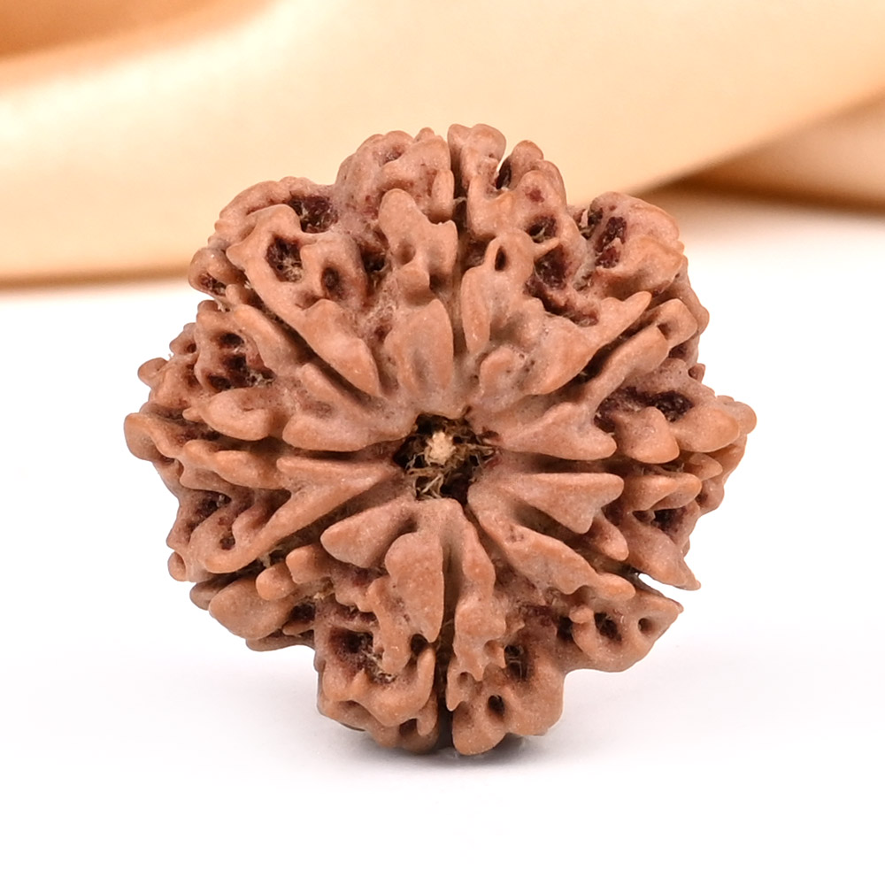 8 Mukhi from Nepal Small - CDXXVII