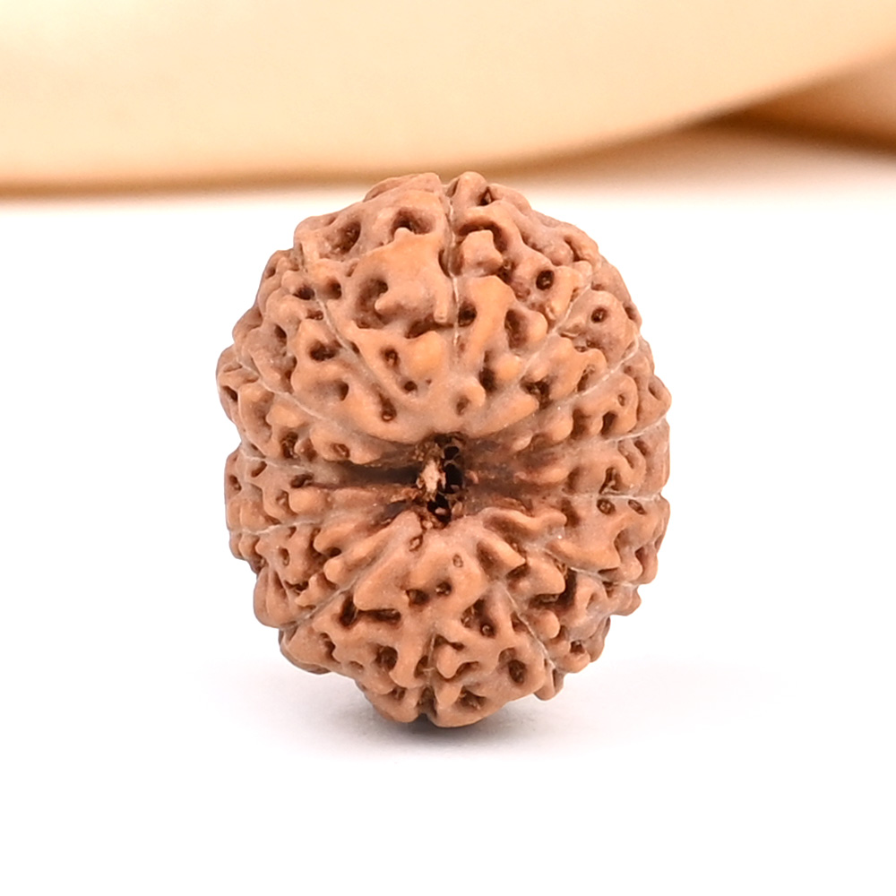 13 Mukhi from Java Indonesia - CCXXVIII