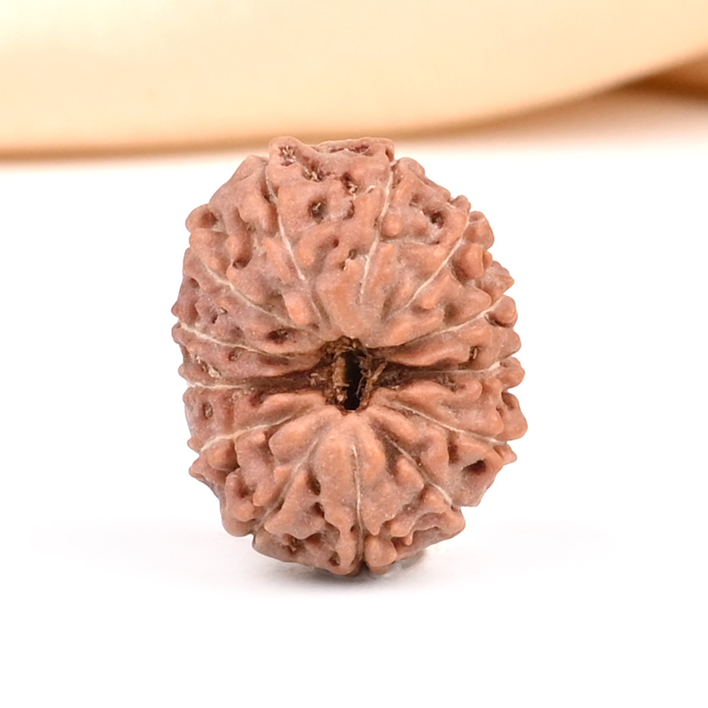 13 Mukhi from Java Indonesia - CCXXIX