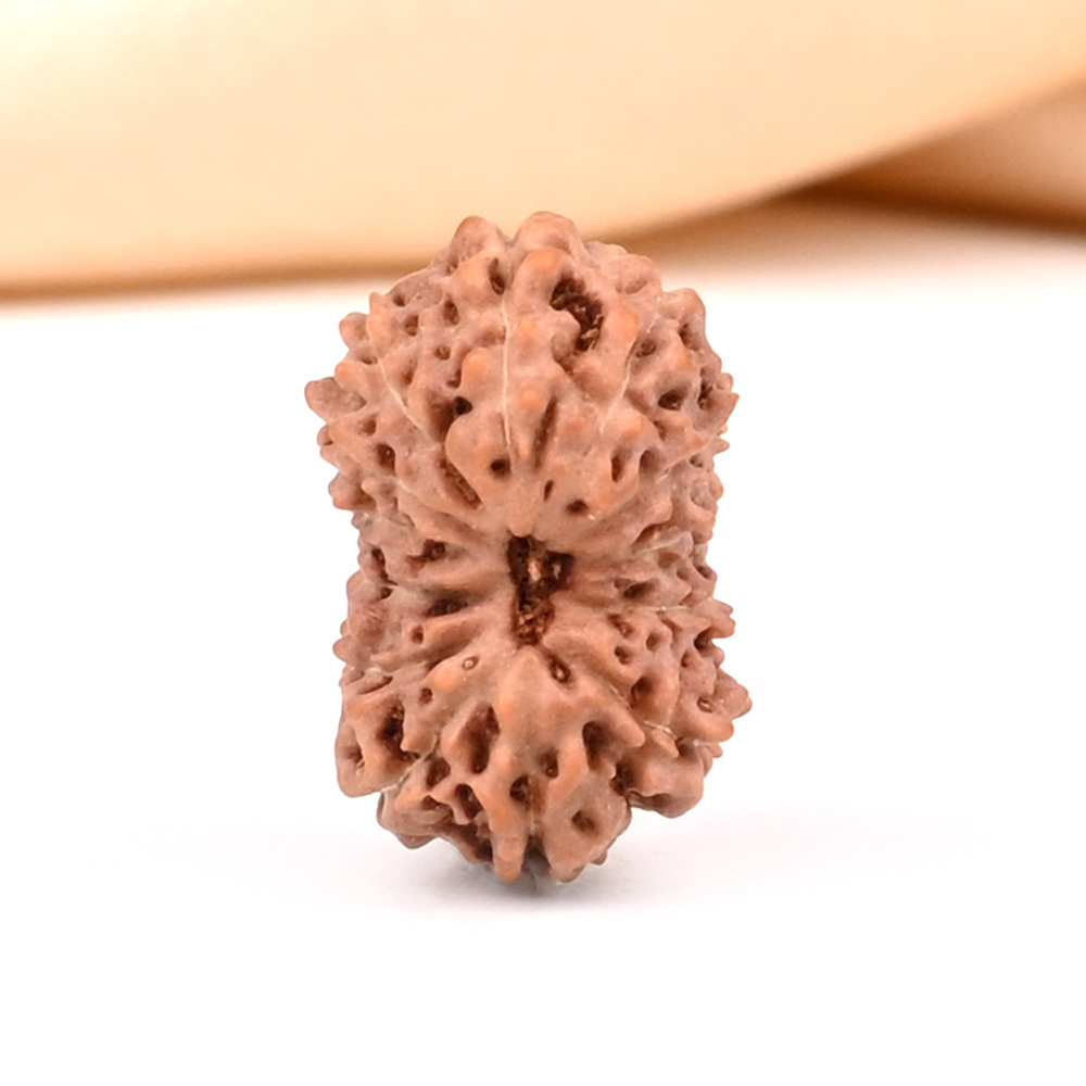 13 Mukhi from Java Indonesia - CCXXXI