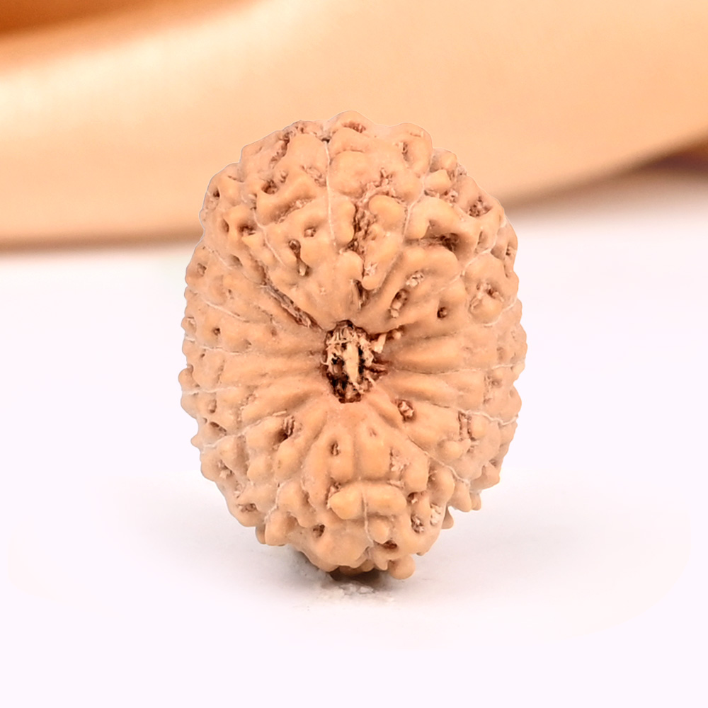 15 Mukhi from Java Indonesia Small - CCLXXI