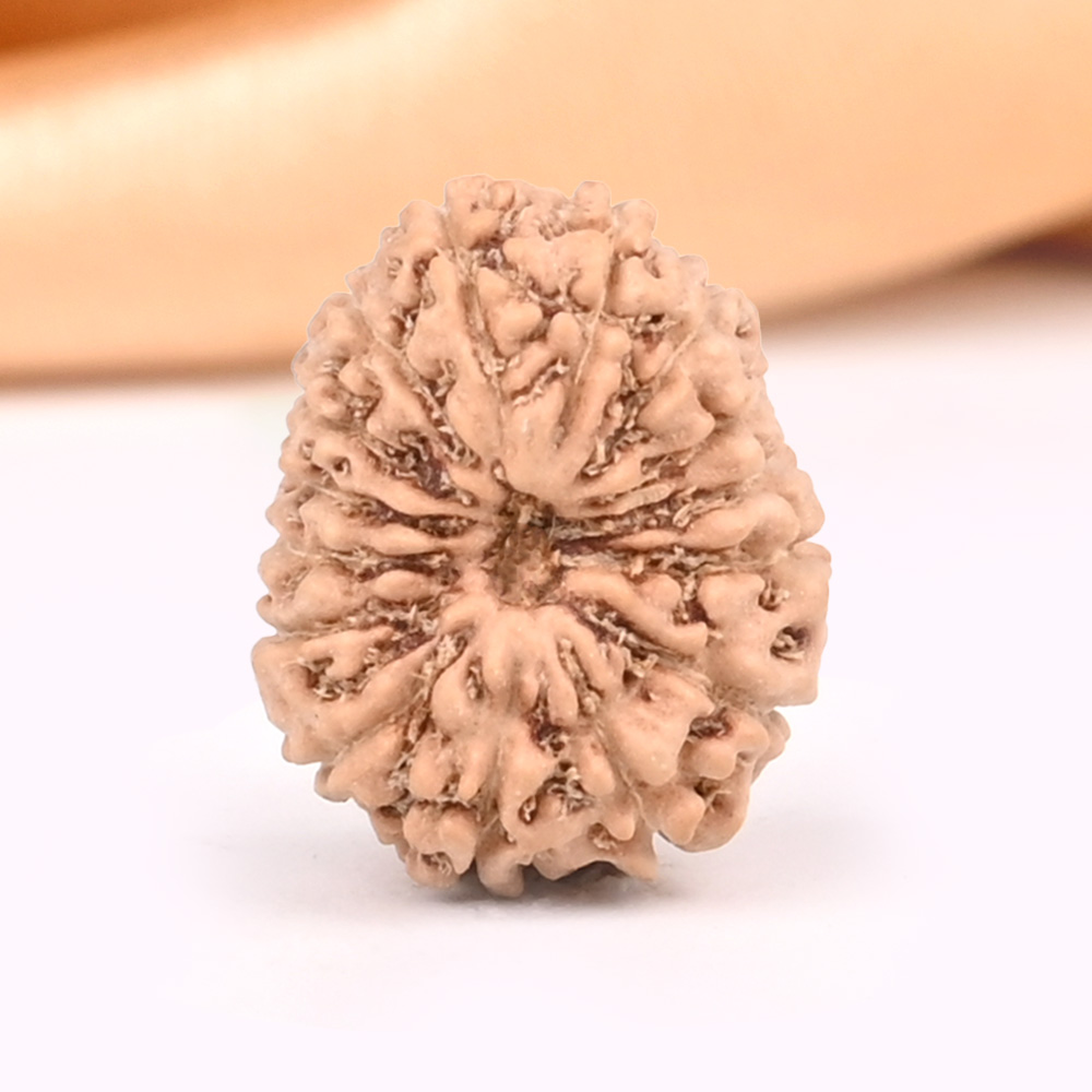 15 Mukhi from Java Indonesia Small - CCLXXII