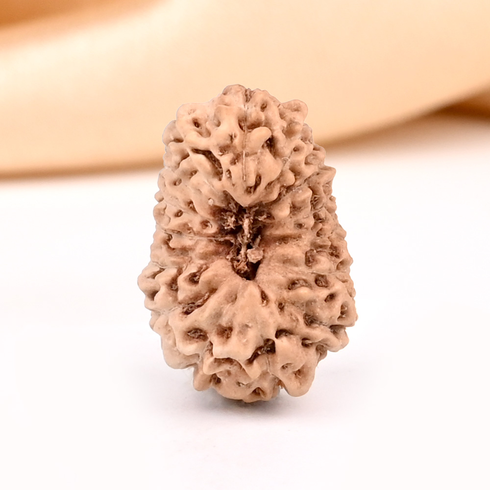 15 Mukhi from Java Indonesia - CLXXII